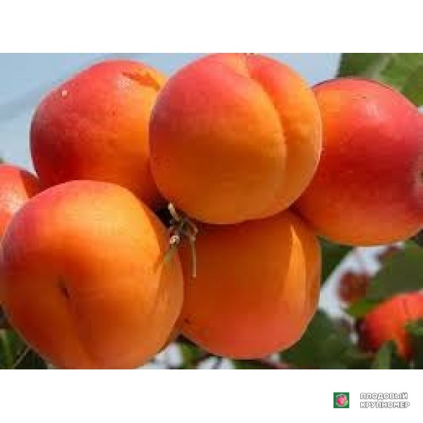Саженцы Абрикос "Белла Дімола"