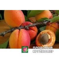 Абрикос "Берджерон" Абрикос "Берджерон"