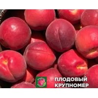 Абрикос "Болеро ков" Абрикос "Болеро ков"