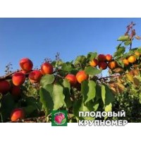 Абрикос "борсаліно гов" Абрикос "борсаліно гов"