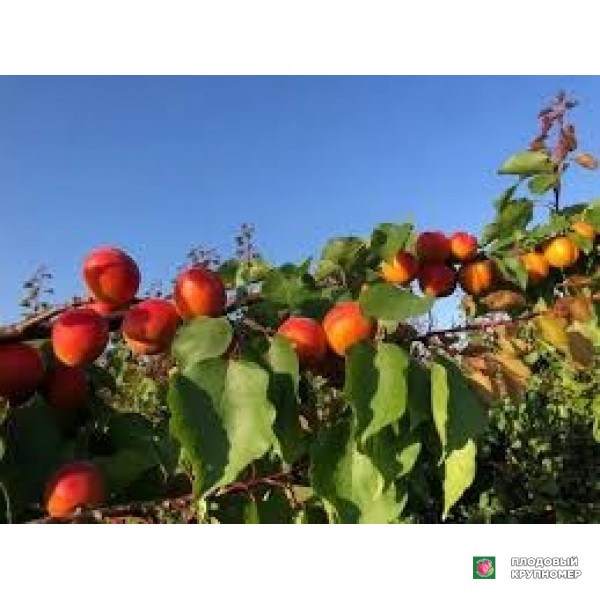 Саженцы Абрикос "борсаліно гов"
