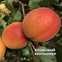 Абрикос "Борсаліно" Абрикос "Борсаліно"
