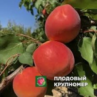 Абрикос "Каало" Абрикос "Каало"