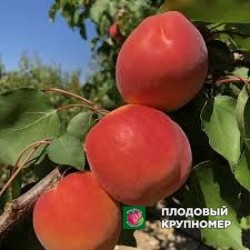 Абрикос "Каало"