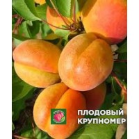 Абрикос "Цезар" Абрикос "Цезар"