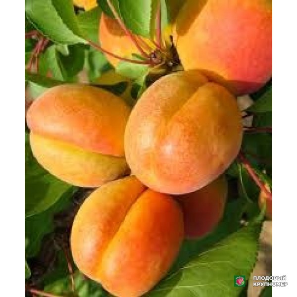 Саженцы Абрикос "Цезар"