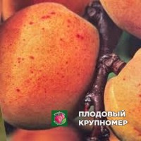 Абрикос "Чеєнне" Абрикос "Чеєнне"
