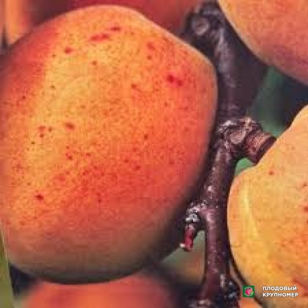 Саженцы Абрикос "Чеєнне"