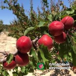 Абрикос "цирано"