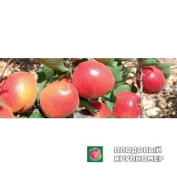 Абрикос "кокот"