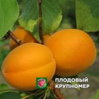 Абрикос "делкот гов" Абрикос "делкот гов"