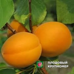 Абрикос "делкот гов"