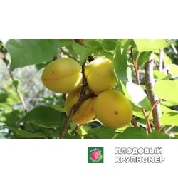 Абрикос "дульсінеа"