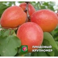 Абрикос "еффа" Абрикос "еффа"