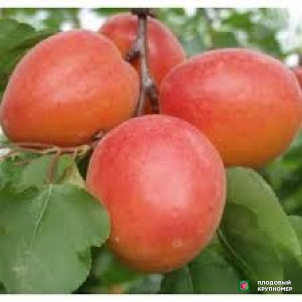 Саженцы Абрикос "еффа"