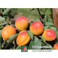 Абрикос "фараллі кармінго" Абрикос "фараллі кармінго"