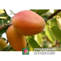 Абрикос "фаралія" Абрикос "фаралія"