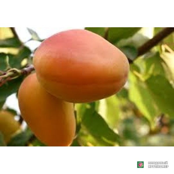 Саженцы Абрикос "фаралія"