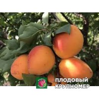 Абрикос "фаралія молдова" Абрикос "фаралія молдова"