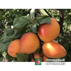 Абрикос "фаралія молдова"