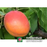 Абрикос "фарбелла" Абрикос "фарбелла"
