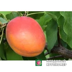 Абрикос "фарбелла"