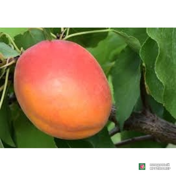 Саженцы Абрикос "фарбелла"