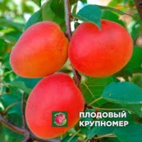 Абрикос "фієста" Абрикос "фієста"