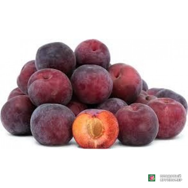 Саженцы Абрикос "флопрія"