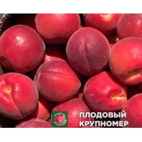 Абрикос "фьєго-ред" Абрикос "фьєго-ред"
