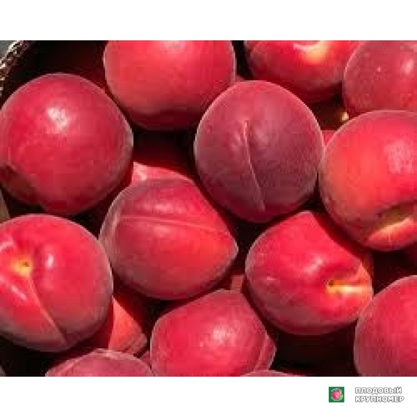Саженцы Абрикос "фьєго-ред"