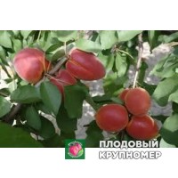 Абрикос "гемма" Абрикос "гемма"