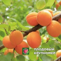 Абрикос "голд кот" Абрикос "голд кот"