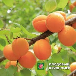 Абрикос "голд кот"