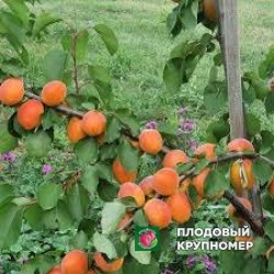 Абрикос "джусто ков кот"