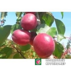 Абрикос "ларді"