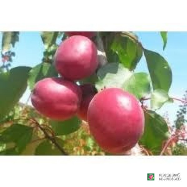 Саженцы Абрикос "ларді"