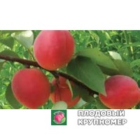 Абрикос "лате" Абрикос "лате"