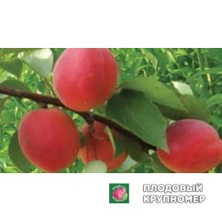 Абрикос "лате"