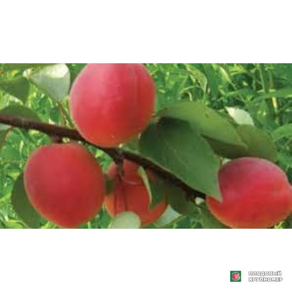 Саженцы Абрикос "лате"