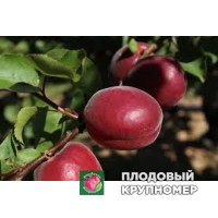Абрикос "леді кот 2" Абрикос "леді кот 2"