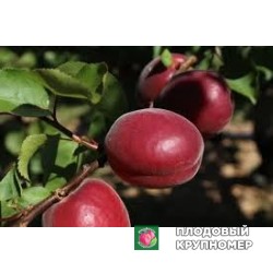 Абрикос "леді кот 2"