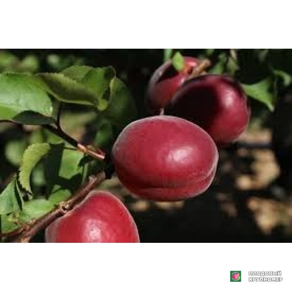 Саженцы Абрикос "леді кот 2"