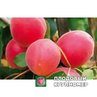 Абрикос "леді кот" Абрикос "леді кот"