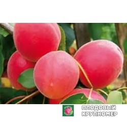 Абрикос "леді кот"