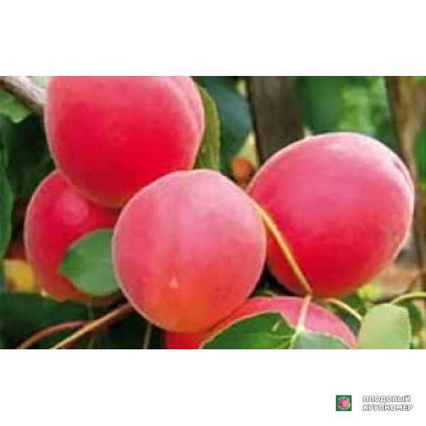 Саженцы Абрикос "леді кот"
