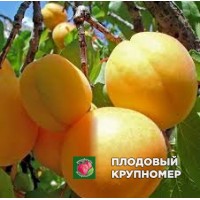 Абрикос "ліда" Абрикос "ліда"