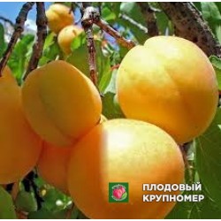 Абрикос "ліда"