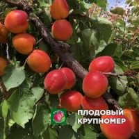 Абрикос "лідо рубелі" Абрикос "лідо рубелі"