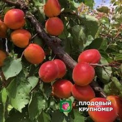 Абрикос "лідо рубелі"